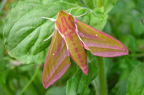 Elephant Hawk Moth
